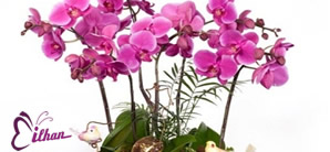 İzmir Çeşme İlhan Çiçek Davet ve Organizasyon - Terfi & Kutlama Çiçek Çeşitleri